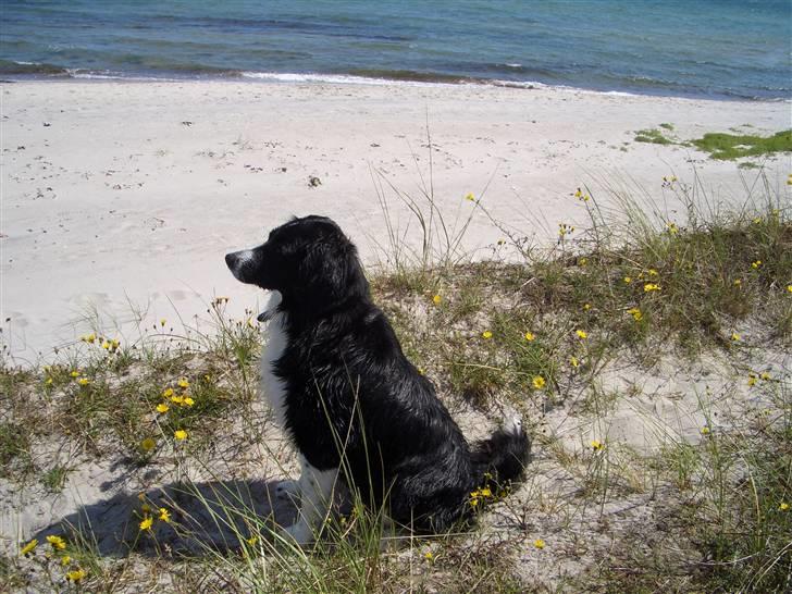 Blanding af racer Zenta billede 19