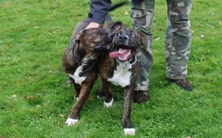 Blanding af racer en Bullrottstaff - Tiger - Tiger og Balder billede 18