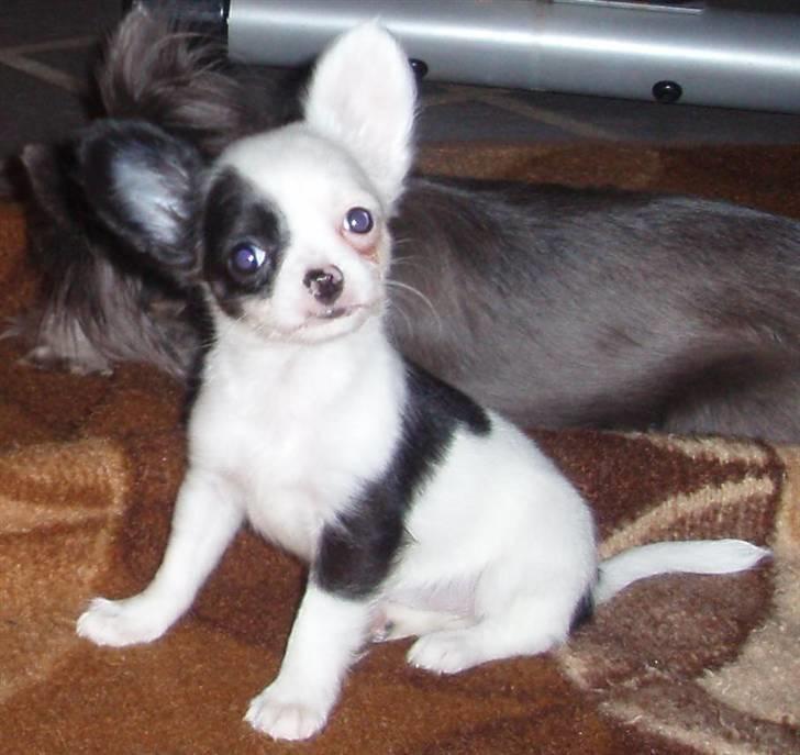 Chihuahua Callista billede 1