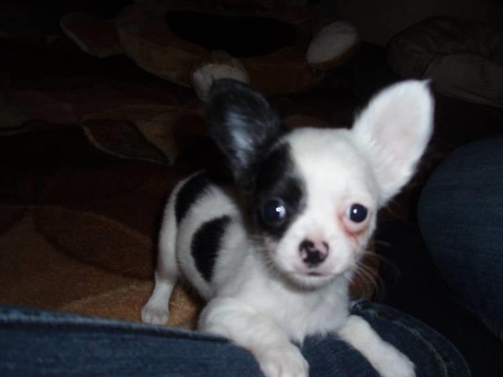Chihuahua Callista billede 2