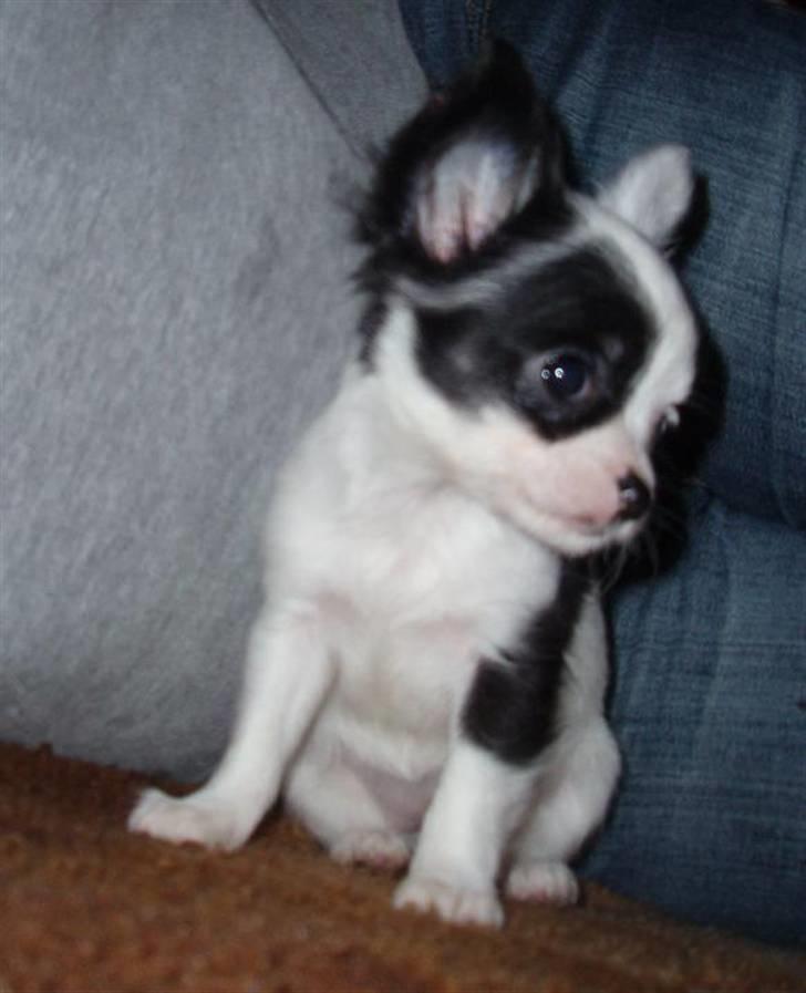 Chihuahua Callista billede 3