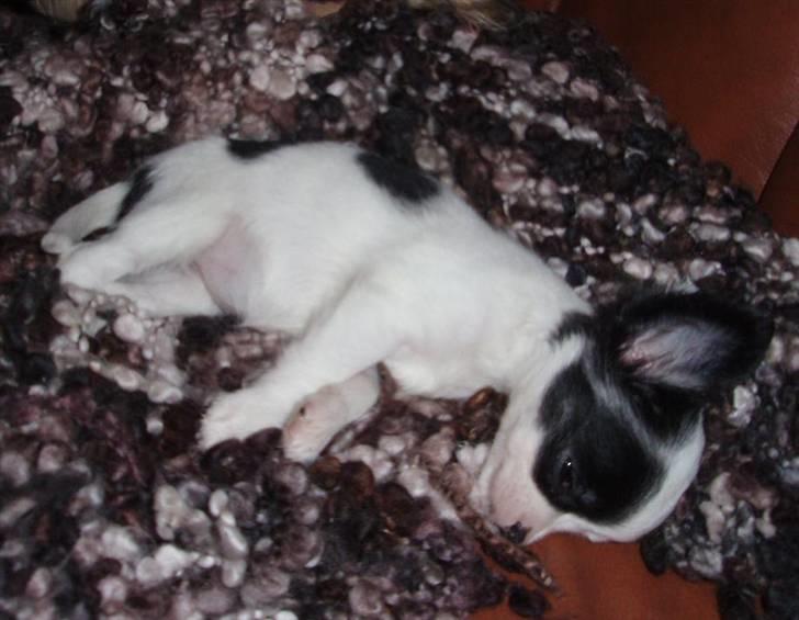 Chihuahua Callista billede 4