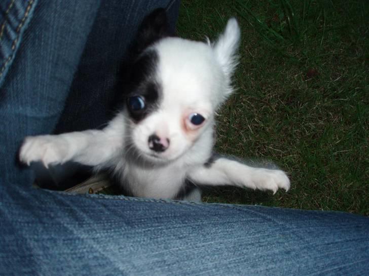 Chihuahua Callista billede 5