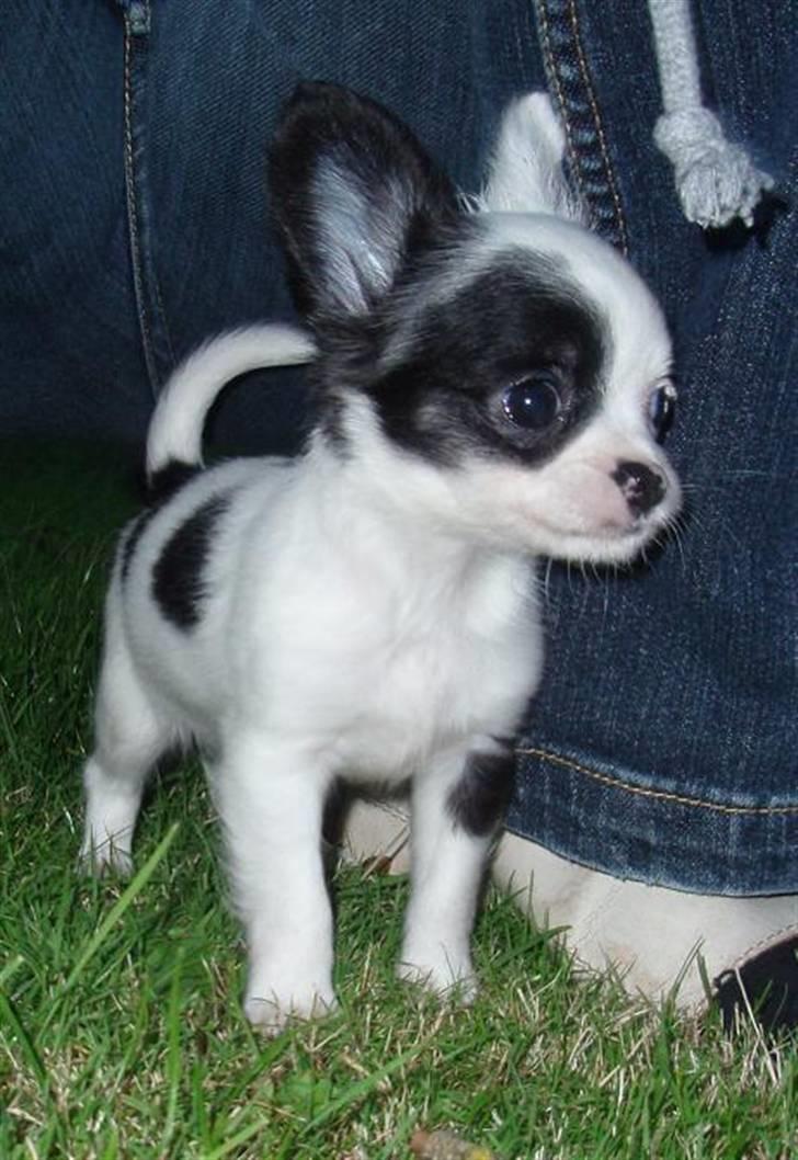 Chihuahua Callista billede 6