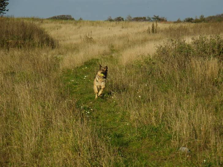 Schæferhund Beckie - Fart på med bolden i munden billede 8