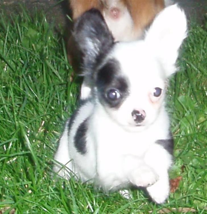 Chihuahua Callista billede 7