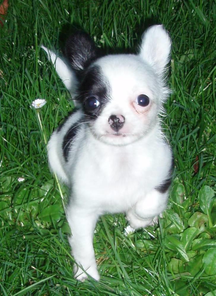 Chihuahua Callista billede 8