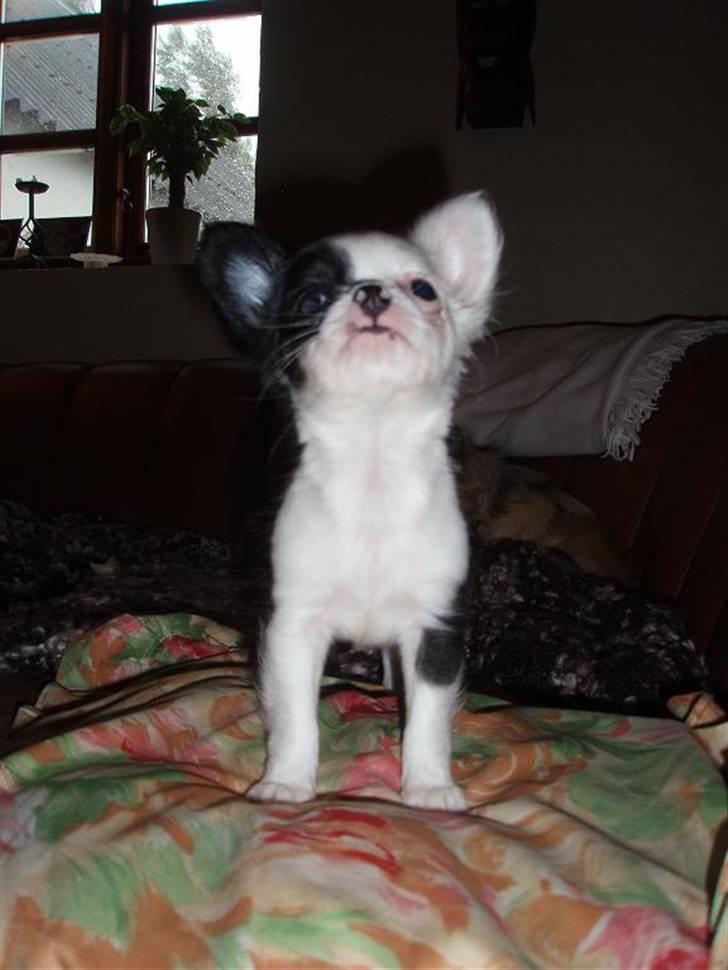 Chihuahua Callista billede 10