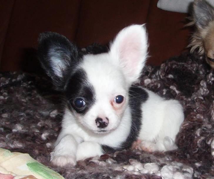 Chihuahua Callista billede 11