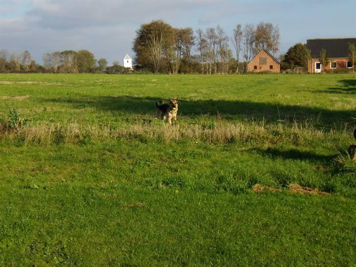 Schæferhund Beckie billede 11