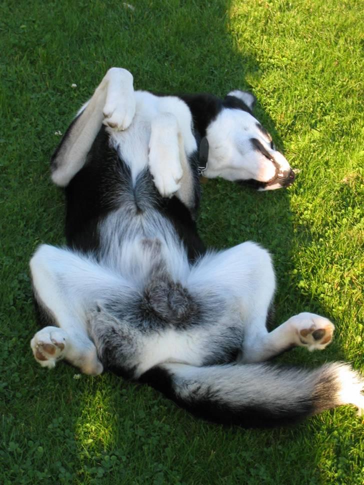 Siberian husky Aslan - får sig en lur i den sidste sol billede 12