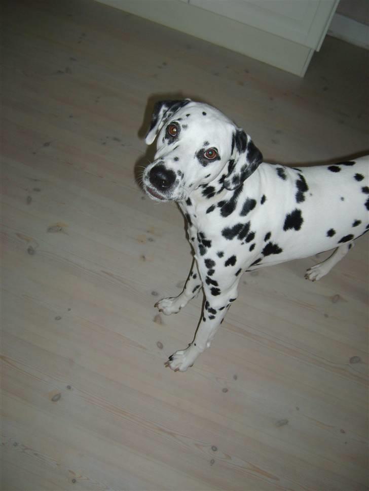 Dalmatiner Oskar - Hvaaa? billede 13