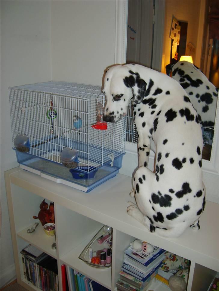 Dalmatiner Oskar - Ej hihi, at du tør at være heroppe pipper :o) billede 14