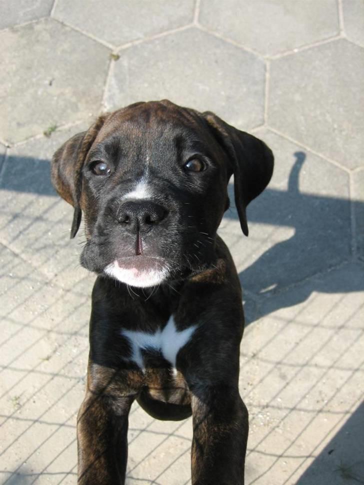 Blanding af racer Boxer/Amstaff. Diva billede 9