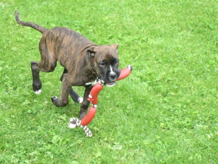 Blanding af racer Boxer/Amstaff. Diva billede 10