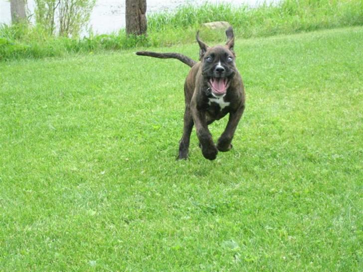 Blanding af racer Boxer/Amstaff. Diva billede 11