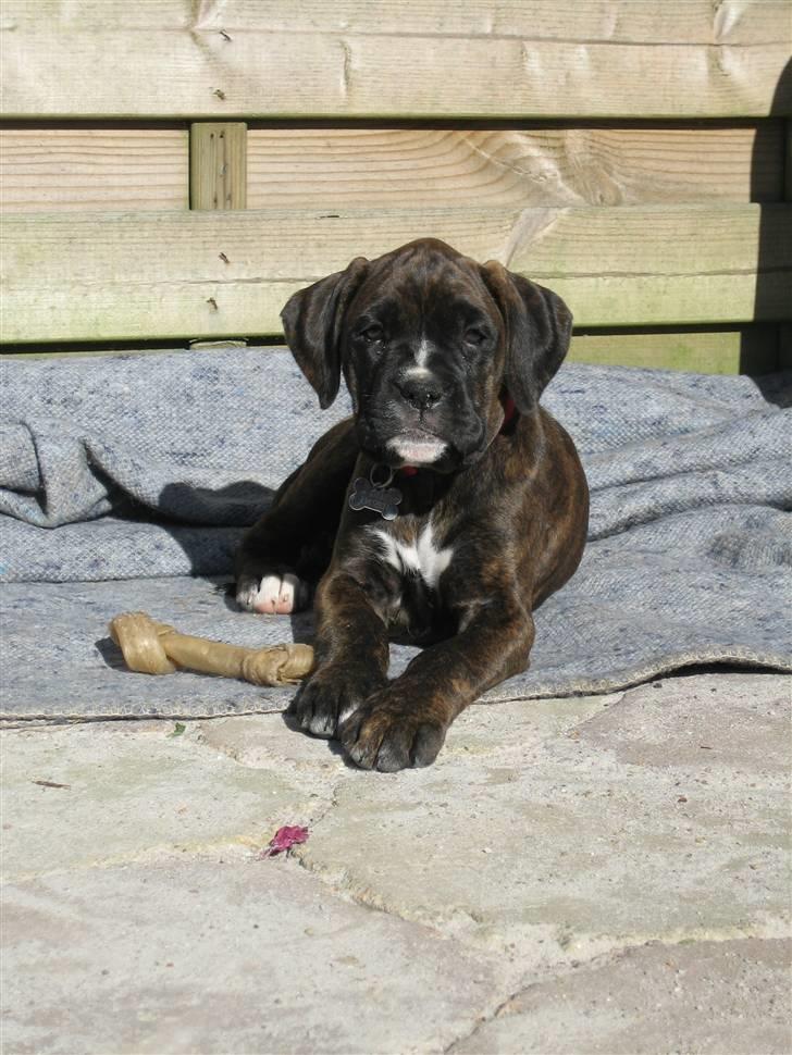 Blanding af racer Boxer/Amstaff. Diva billede 12