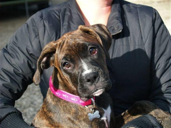 Blanding af racer Boxer/Amstaff. Diva billede 13