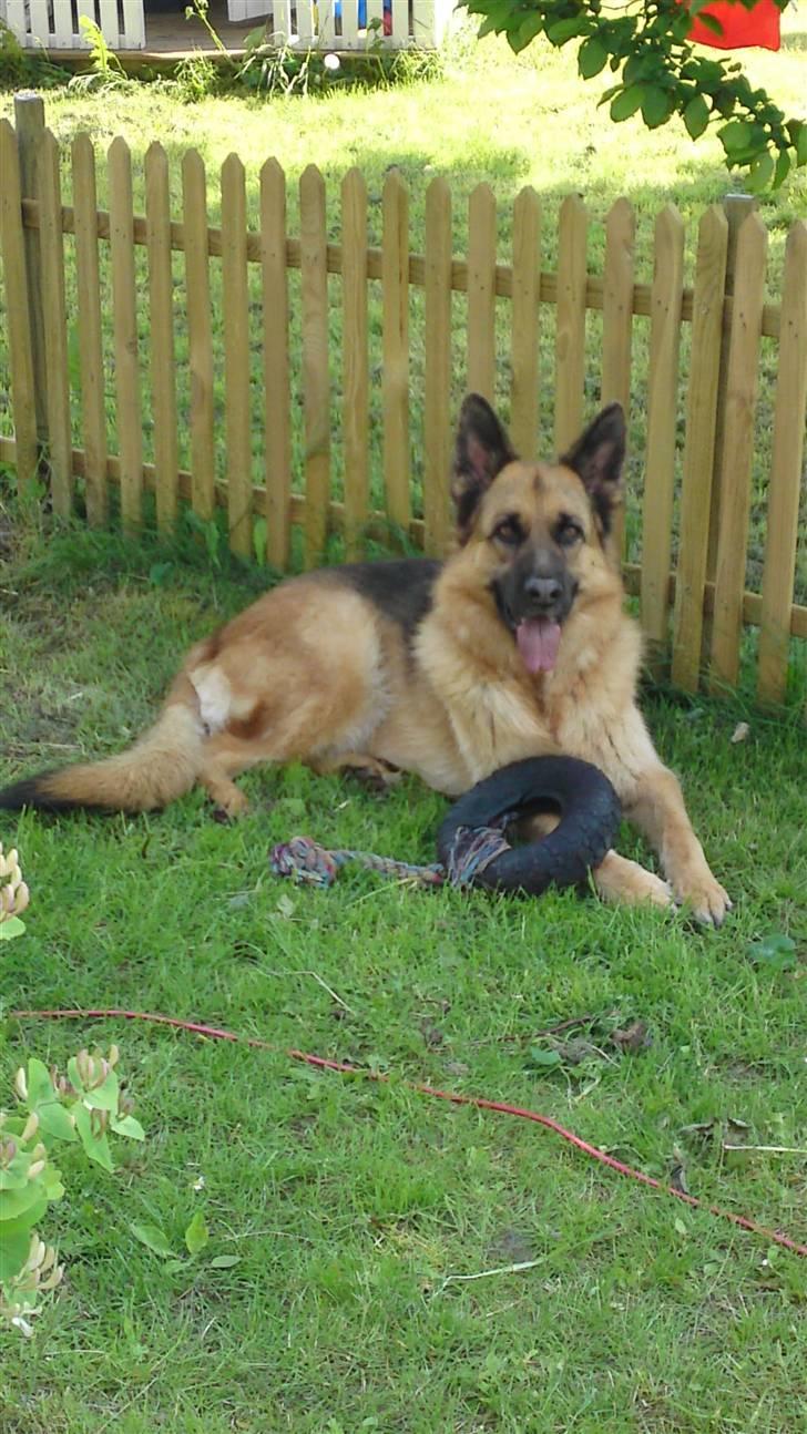Schæferhund Castro - nyt billede 6/6-2010 billede 1