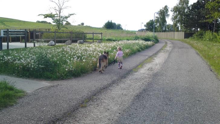 Schæferhund Castro - vores pige på 2½ lufter castro de er perle venner billede 2