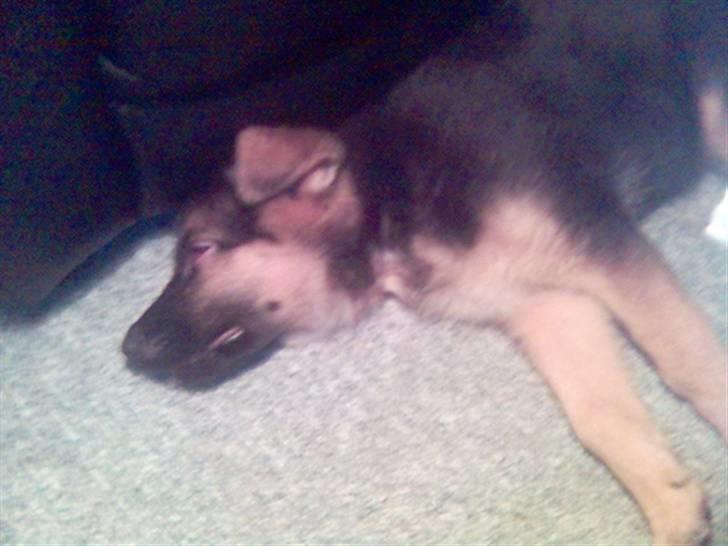 Schæferhund Castro - puha det er hårdt at være hvalp billede 3