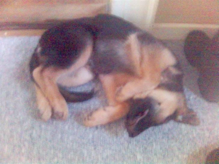 Schæferhund Castro - ja ja castro sov meget som hvalp billede 4