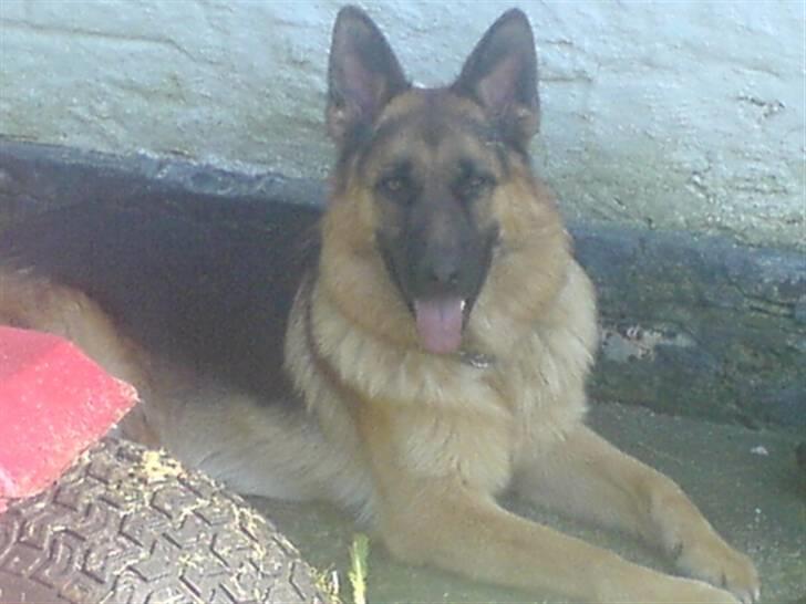 Schæferhund Castro - elsker at slappe af i skyggen en varm sommerdag billede 5