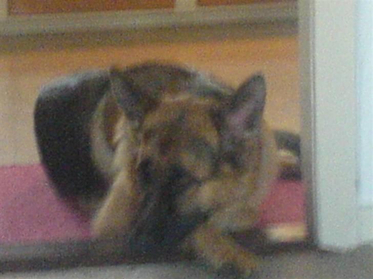 Schæferhund Castro - jeg keder mig !! billede 6