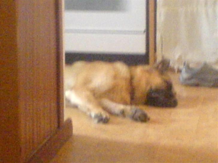 Schæferhund Castro - puha det er hårdt at være i skoven i flere timer billede 7