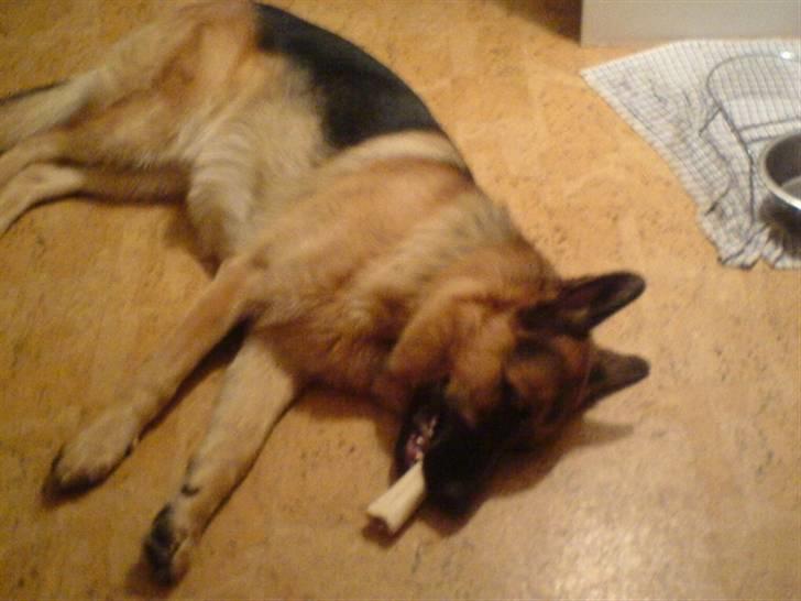 Schæferhund Castro - castro faldt i søvn med sit ben i munden som en lille baby billede 8