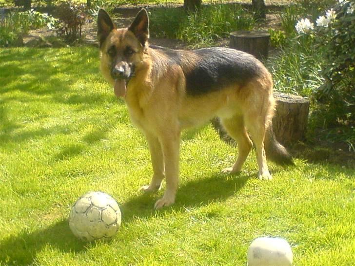 Schæferhund Castro - elsker bolde billede 9