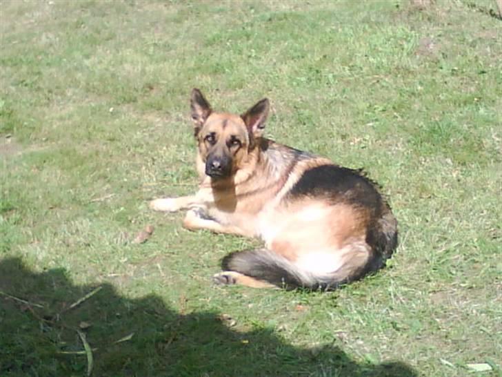 Schæferhund Castro - er jeg ikke fotogen ?  billede 10