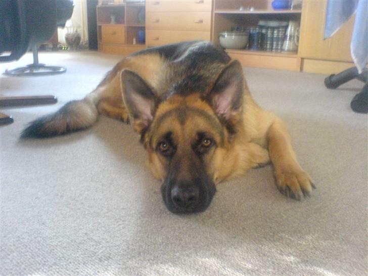 Schæferhund Castro billede 11