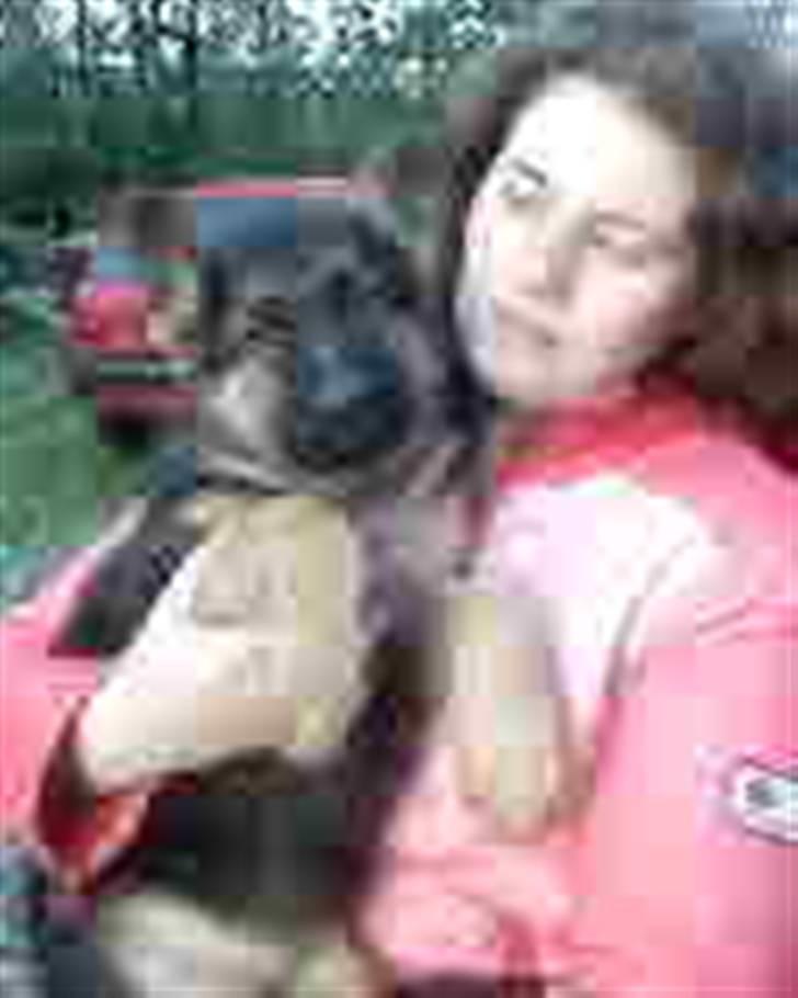 Schæferhund Castro - her er jeg 12 uger gammel  billede 12