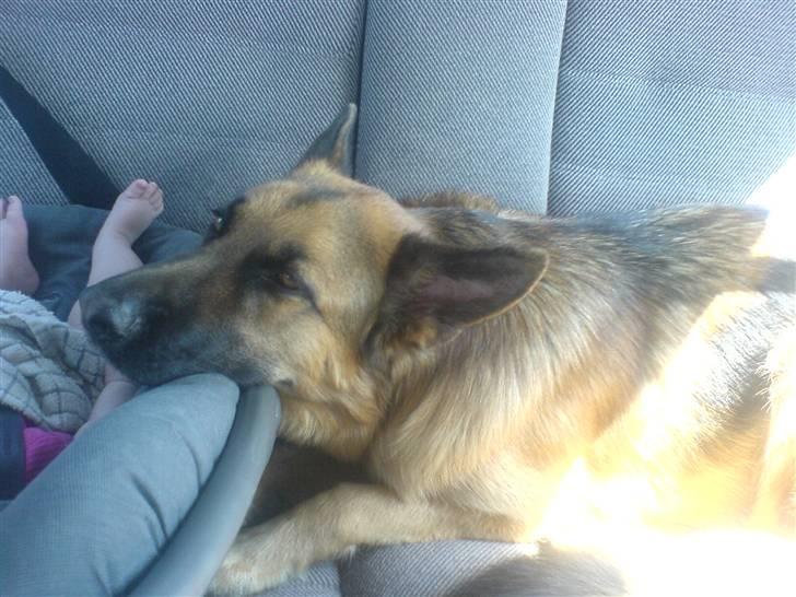 Schæferhund Castro - er jeg ikke sød  billede 13