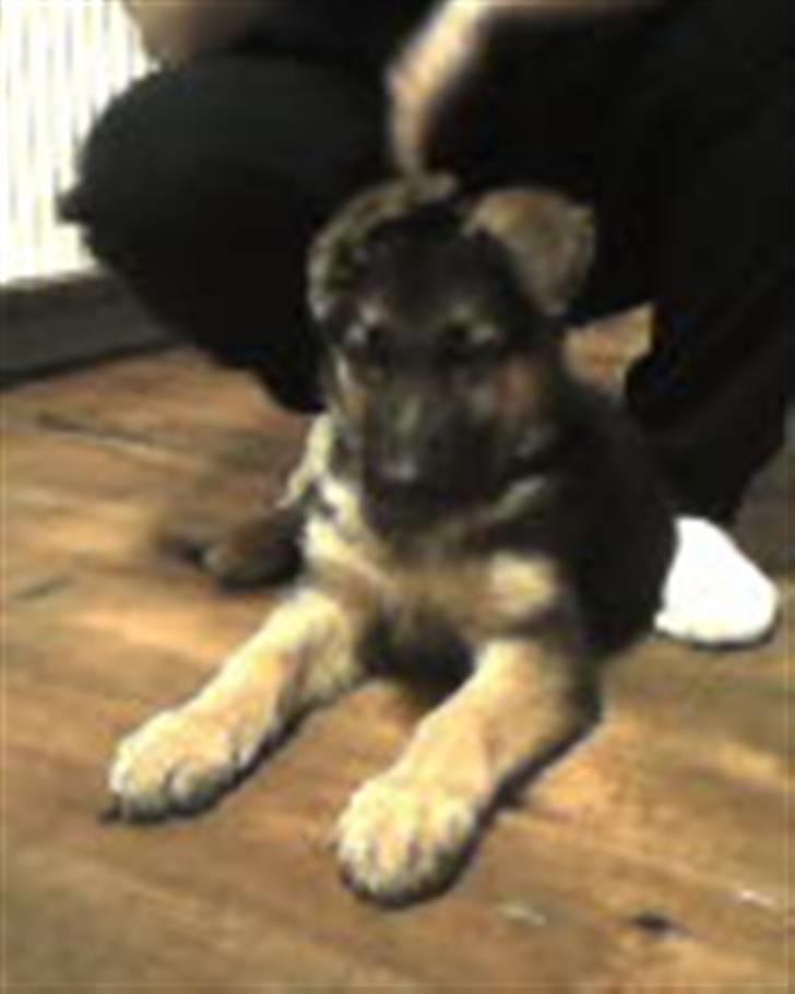 Schæferhund Castro - lige ankommet hos min nye familie 12 uger gammel billede 14