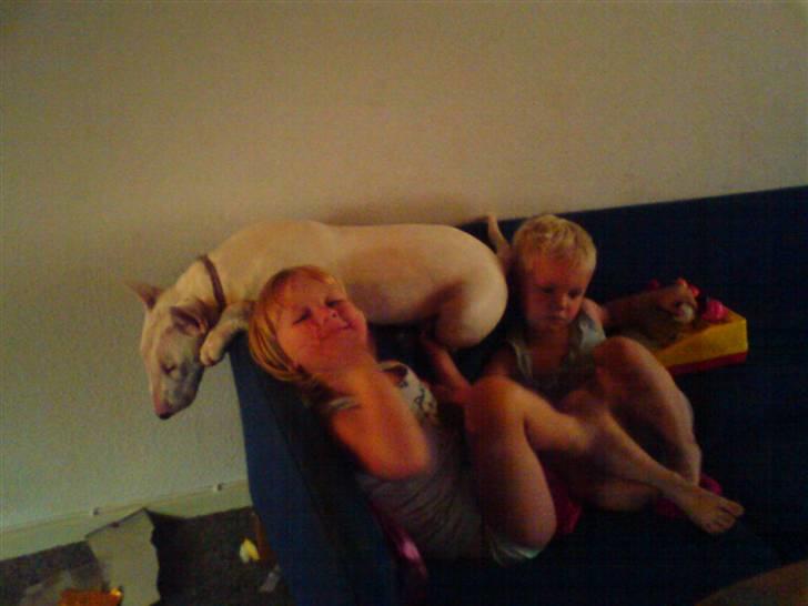 Bullterrier Holly billede 6