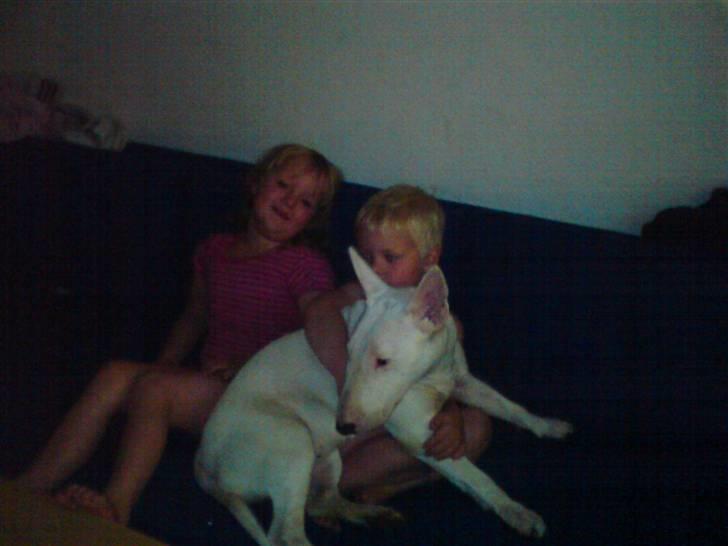Bullterrier Holly billede 7
