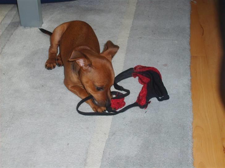 Dvaergpinscher Hjalte - Hjalte har det med at stjæle mors trusser billede 11