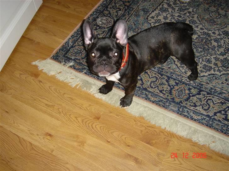 Fransk bulldog Ivan og Mathilde - Mathilde som baby billede 6