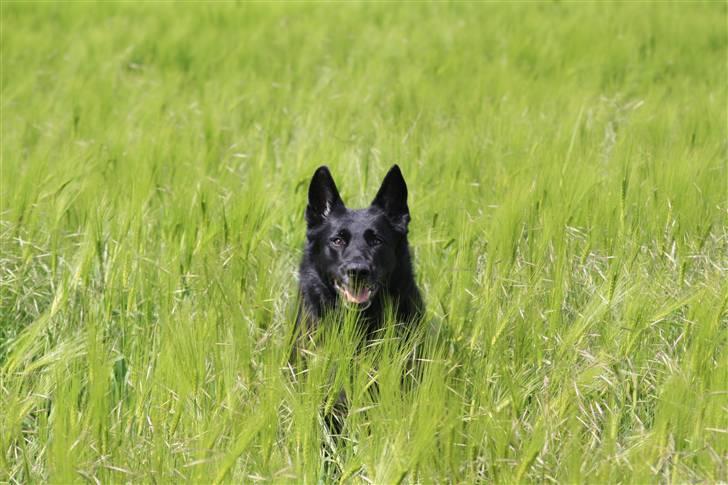 Schæferhund Alli <3 - Alli springer igennem marken :b billede 11