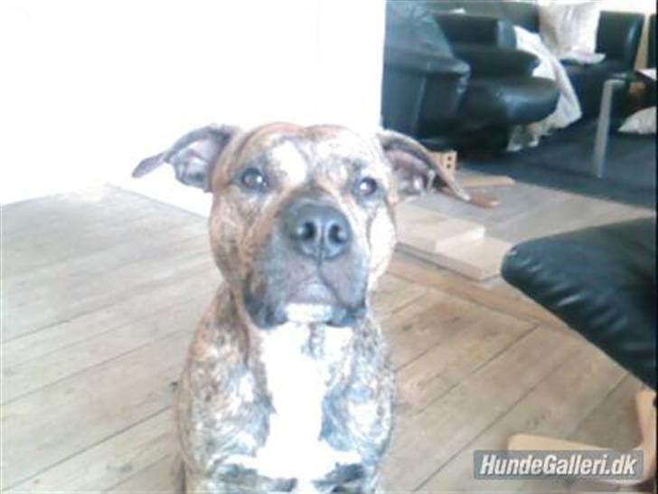 Blanding af racer Diego billede 7