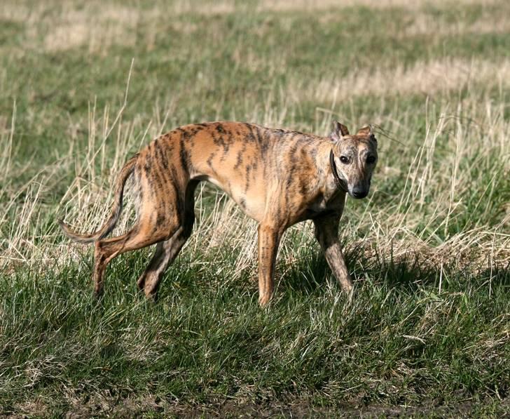 Whippet Luci - Hej med dig. Det er så mig der er Luci  :-) billede 1
