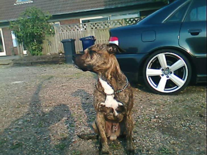 Blanding af racer Diego - Passer på fars værksted billede 8