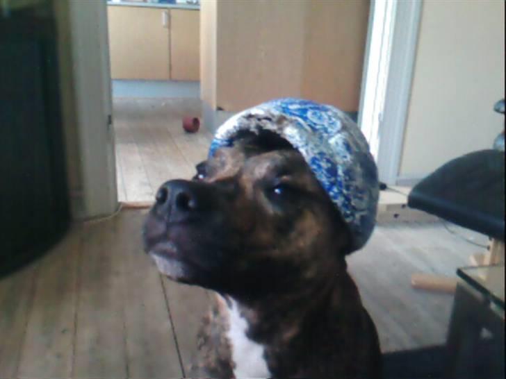 Blanding af racer Diego - Er der nogen der har set min bold?????? billede 9