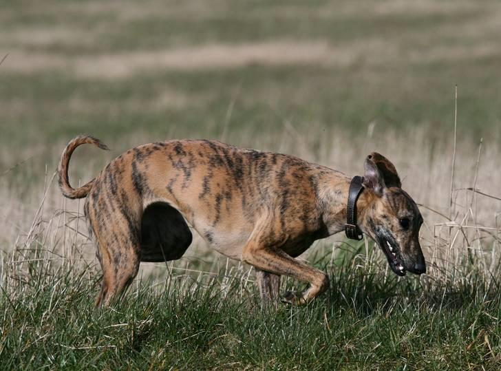 Whippet Luci - Der er mange ting at undersøge på sådan en dejlig stor græsmark billede 4