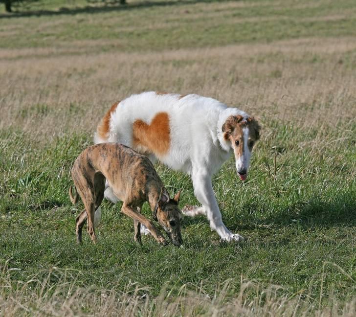 Whippet Luci - Her er jeg sammen med Trine, hun er min bedste veninde. Det er Trine der vasker mine ører :-) billede 5