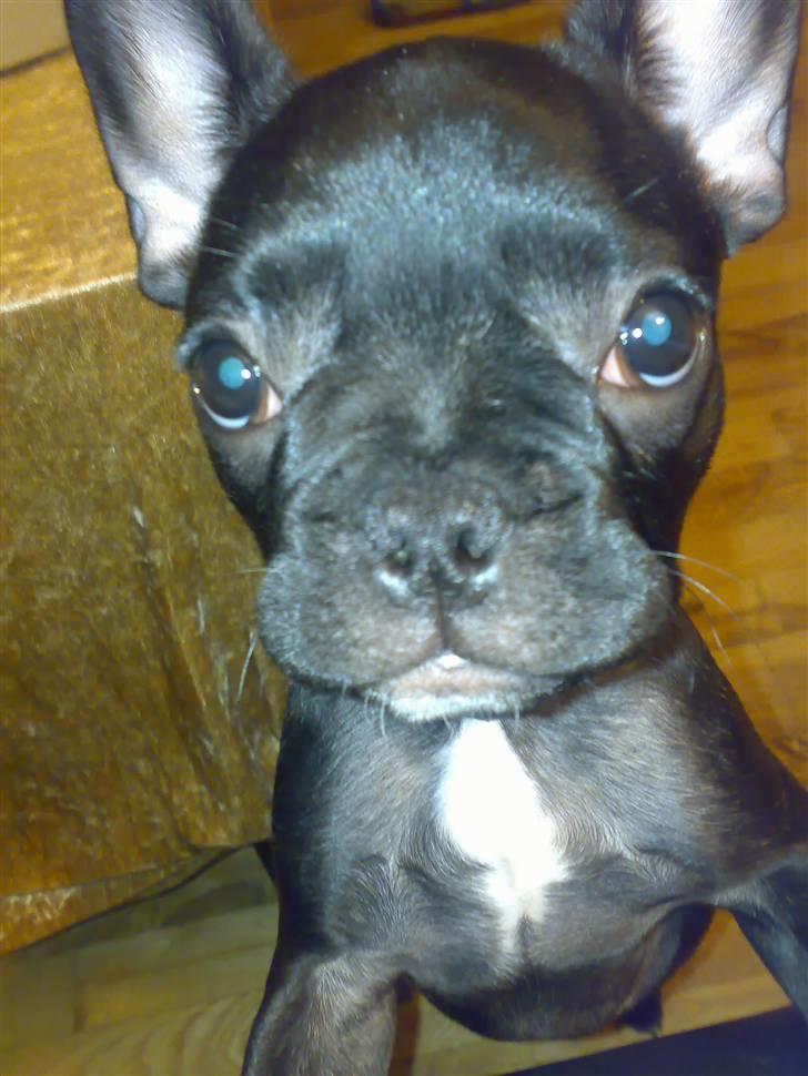 Fransk bulldog Vicky - R.I.P :-( billede 2