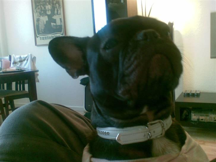 Fransk bulldog Vicky - R.I.P :-( billede 3