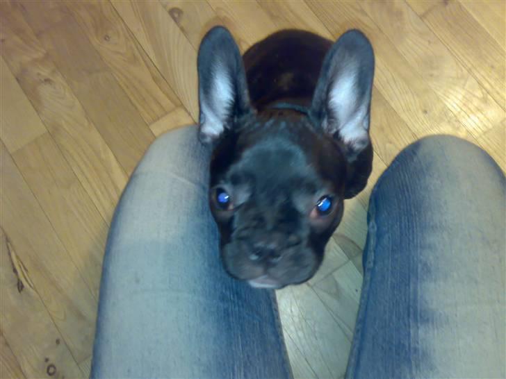 Fransk bulldog Vicky - R.I.P :-( billede 4